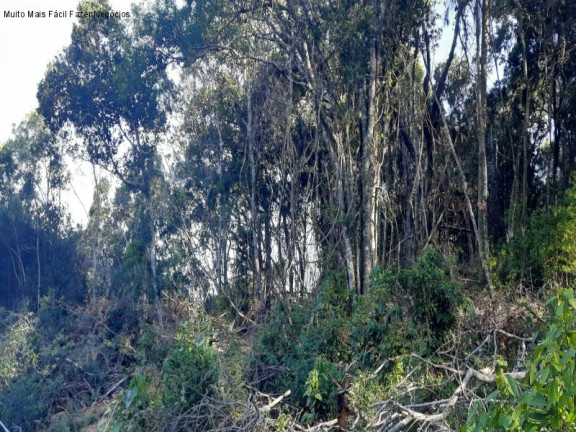Imagem Terreno à Venda, 13.823 m² em Linha Olinda - Nova Petrópolis Imagem Terreno à Venda, 13.823 m² em Linha Olinda - Nova Petrópolis