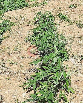 Terreno à Venda, 268 m² em Campo Redondo - São Pedro Da Aldeia