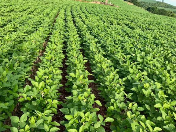 Imagem Fazenda à Venda, 813 m² em Rural - Cornélio Procópio Imagem Fazenda à Venda, 813 m² em Rural - Cornélio Procópio