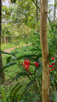 Imagem Chácara à Venda, 4 m² em Estrada Arroio Passo Fundo - Gravataí