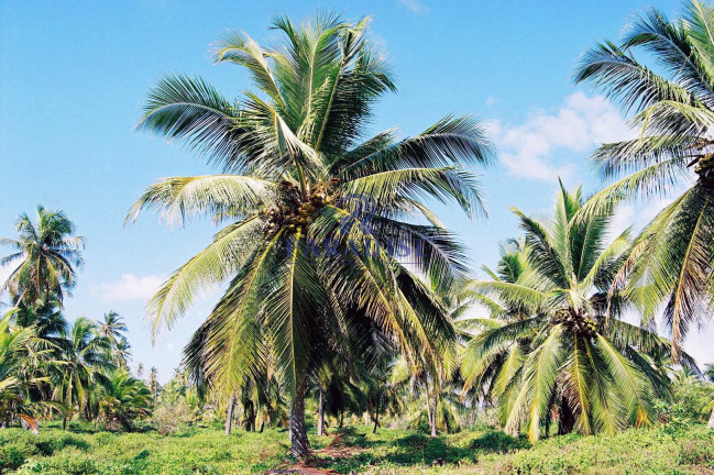Imagem Terreno à Venda, 6.000.000 m² em Barra Do Itariri - Conde Imagem Terreno à Venda, 6.000.000 m² em Barra Do Itariri - Conde