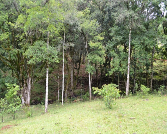 Imagem Imóvel à Venda,  em Linha Imperial - Nova Petrópolis