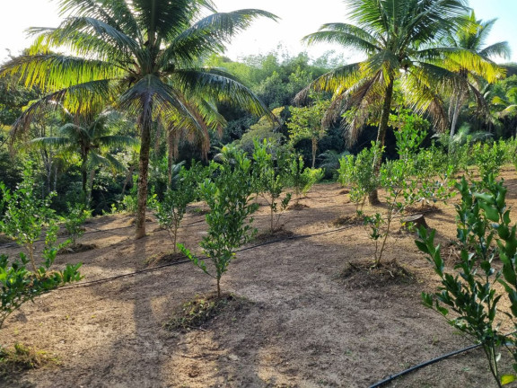 Imagem Imóvel à Venda, 12.000 m² em Zona Rural - Camaçari Imagem Imóvel à Venda, 12.000 m² em Zona Rural - Camaçari