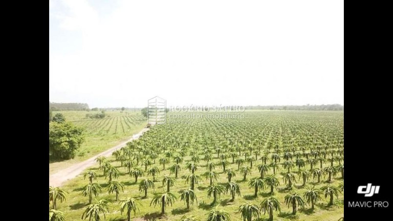Imagem Imóvel com 3 Quartos à Venda, 9.600.000 m² em Centro  - Tomé-açú