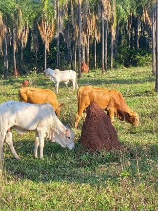 Imóvel à Venda, 103 m² em Area Rural De Inocencia - Inocencia