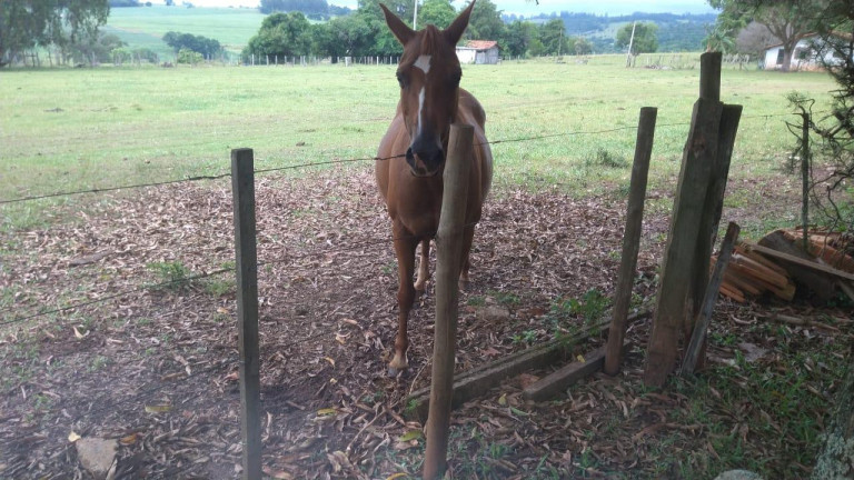 Imagem Fazenda à Venda, 42 m² em Rural - Avaré Imagem Fazenda à Venda, 42 m² em Rural - Avaré