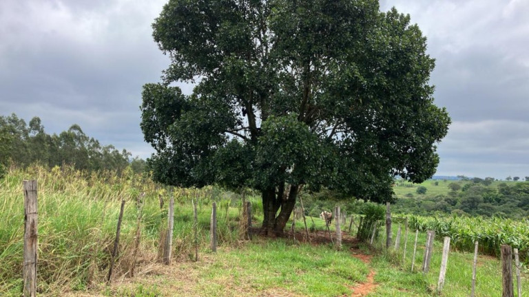 Imagem Imóvel à Venda, 60.500 m² em área Rural De Fernão - Fernão