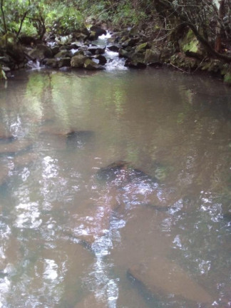 Chácara à Venda,  em Lagoa Dos Barros - Santo Antônio Da Patrulha