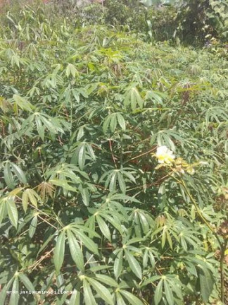Imagem Chácara à Venda,  em Consultar - Ibiúna