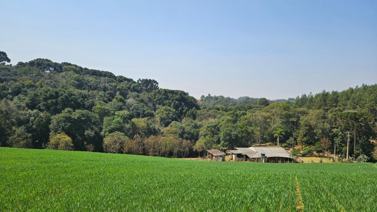 Imagem Fazenda à Venda, em Capela Velha - Araucaria Imagem Fazenda à Venda, em Capela Velha - Araucaria