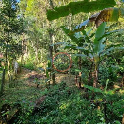 Imagem Terreno à Venda, 400 m² em Boiçucanga - São Sebastião Imagem Terreno à Venda, 400 m² em Boiçucanga - São Sebastião