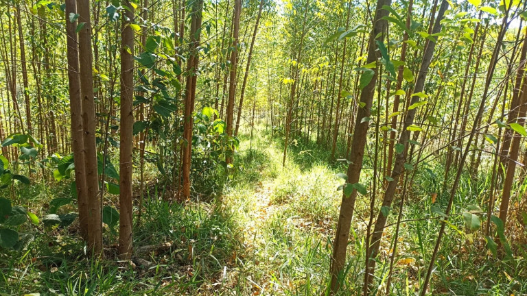 Imagem Chácara com 1 Quarto à Venda, 200 m² em Mirandão - Paraibuna Imagem Chácara com 1 Quarto à Venda, 200 m² em Mirandão - Paraibuna