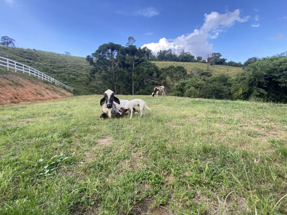Imagem Imóvel com 2 Quartos à Venda, 10.430 m² em Capituvas - Bandeira Do Sul Imagem Imóvel com 2 Quartos à Venda, 10.430 m² em Capituvas - Bandeira Do Sul