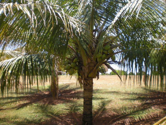 Imagem Fazenda à Venda, 56 m² em Rural - Arandu Imagem Fazenda à Venda, 56 m² em Rural - Arandu