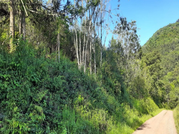 Imagem Terreno à Venda, 3 m² em São Jacó - Nova Petrópolis Imagem Terreno à Venda, 3 m² em São Jacó - Nova Petrópolis