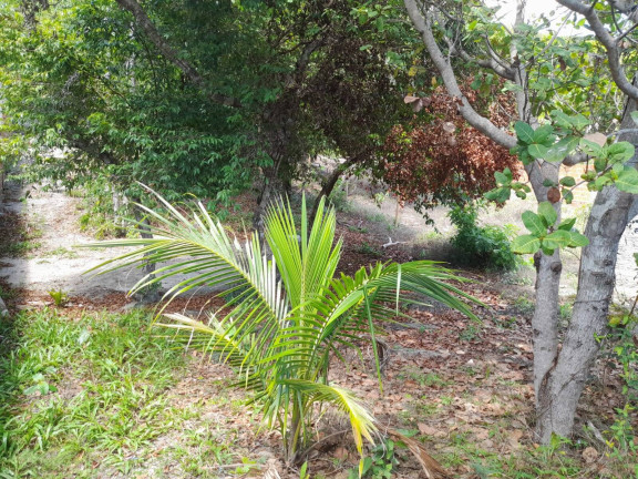 Imagem Terreno à Venda, 301 m² em Praia Da Pipa - Tibau Do Sul Imagem Terreno à Venda, 301 m² em Praia Da Pipa - Tibau Do Sul