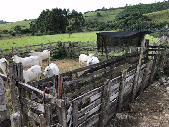 Imagem Fazenda à Venda, 90 m² em Zona Rural - Santa Rita Do Sapucaí