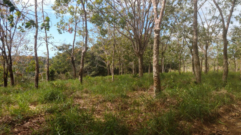 Imagem Terreno à Venda, em Algodões - Marau Imagem Terreno à Venda, em Algodões - Marau