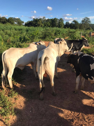 Imagem Fazenda à Venda, 145 m² em Montes Claros Imagem Fazenda à Venda, 145 m² em Montes Claros