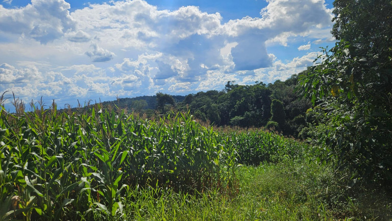 Imagem Fazenda à Venda, 36.400 m² em Zona Rural - Catanduvas Do Sul Imagem Fazenda à Venda, 36.400 m² em Zona Rural - Catanduvas Do Sul