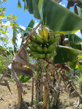 Imagem Fazenda à Venda, 10 m² em Planalto Ii - Catu Imagem Fazenda à Venda, 10 m² em Planalto Ii - Catu