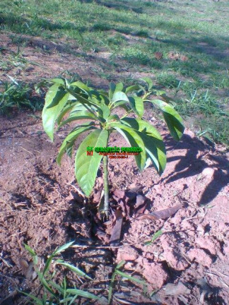Imagem Terreno à Venda, 500 m² em Santa Cecília 2 - São José Dos Campos Imagem Terreno à Venda, 500 m² em Santa Cecília 2 - São José Dos Campos