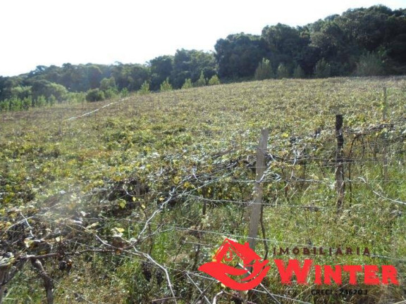 Imagem Chácara com 3 Quartos à Venda, 150 m² em Morro Gaúcho - Vale Real Imagem Chácara com 3 Quartos à Venda, 150 m² em Morro Gaúcho - Vale Real