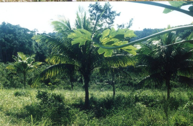 Imagem Chácara com 2 Quartos à Venda, 2 m² em Nilo Peçanha