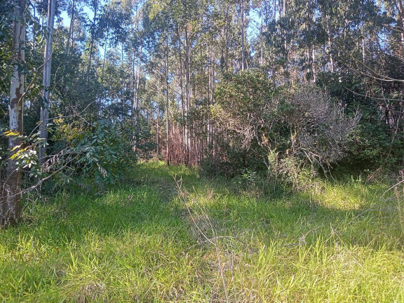 Imagem Chácara à Venda, 29.000 m² em Pimenta - Viamão Imagem Chácara à Venda, 29.000 m² em Pimenta - Viamão