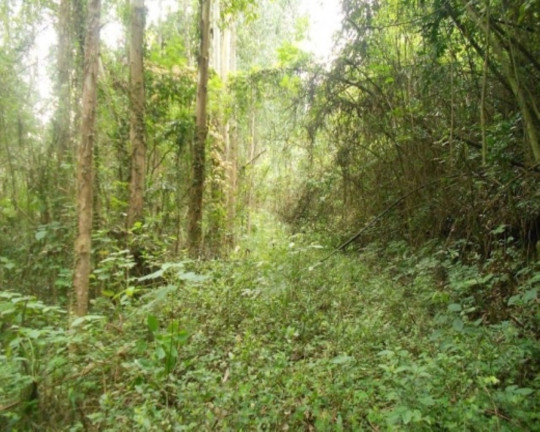 Imagem Terreno à Venda, 190.000 m² em Linha Olinda - Nova Petrópolis Imagem Terreno à Venda, 190.000 m² em Linha Olinda - Nova Petrópolis