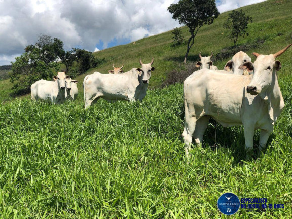 Imagem Fazenda à Venda, 125 m² em Zona Rural - Cocalzinho De Goiás Imagem Fazenda à Venda, 125 m² em Zona Rural - Cocalzinho De Goiás