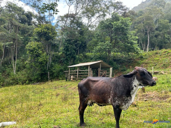 Imagem Imóvel com 8 Quartos à Venda, 900 m² em Serrinha - Teresópolis Imagem Imóvel com 8 Quartos à Venda, 900 m² em Serrinha - Teresópolis