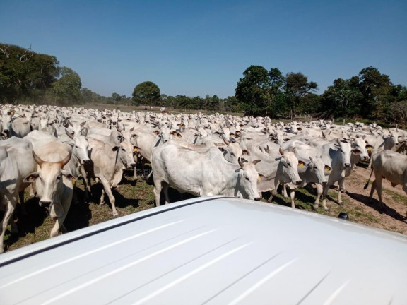 Fazenda à Venda,  em Zona Rural - Caceres