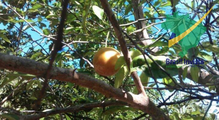 Imagem Fazenda à Venda, 30 m² em Trancoso - Porto Seguro Imagem Fazenda à Venda, 30 m² em Trancoso - Porto Seguro