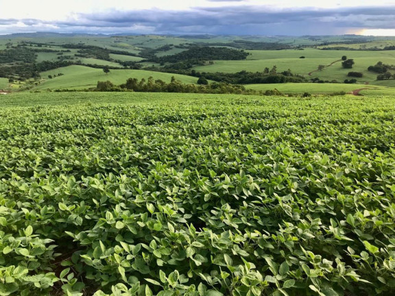 Imagem Fazenda à Venda, 813 m² em Rural - Cornélio Procópio Imagem Fazenda à Venda, 813 m² em Rural - Cornélio Procópio
