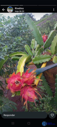 Imagem Chácara à Venda, 5 m² em Zona Rural - Caturaí Imagem Chácara à Venda, 5 m² em Zona Rural - Caturaí