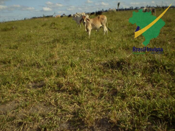 Imagem Fazenda à Venda, 12 m² em Centro - Buerarema Imagem Fazenda à Venda, 12 m² em Centro - Buerarema