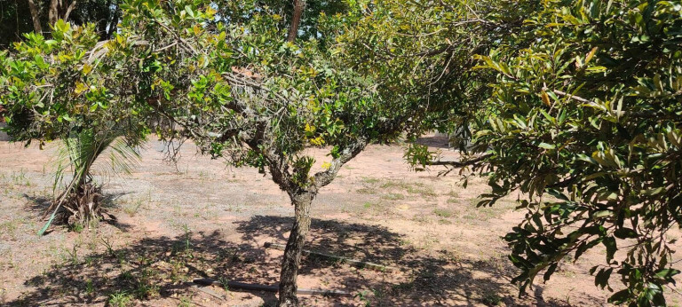Imagem Chácara com 2 Quartos à Venda, 1 m² em Cerrado - Alambari Imagem Chácara com 2 Quartos à Venda, 1 m² em Cerrado - Alambari