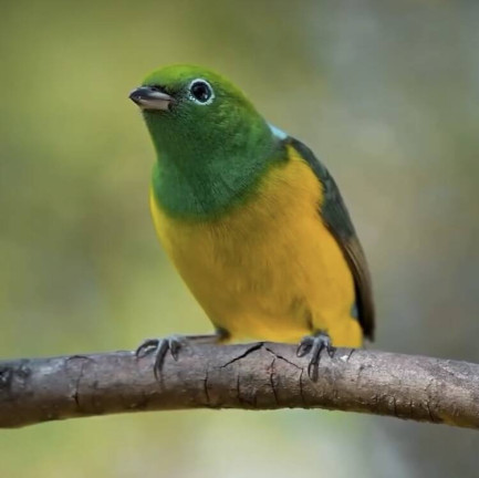 Imagem Chácara à Venda, 2 m² em Serra Grande - Uruçuca - Uruçuca Imagem Chácara à Venda, 2 m² em Serra Grande - Uruçuca - Uruçuca