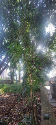 Imagem Terreno à Venda, 1.414 m² em Centro - Diadema Imagem Terreno à Venda, 1.414 m² em Centro - Diadema