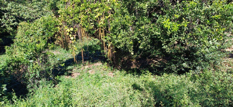 Imagem Terreno à Venda, 442 m² em Brigadeiro Tobias - Sorocaba Imagem Terreno à Venda, 442 m² em Brigadeiro Tobias - Sorocaba