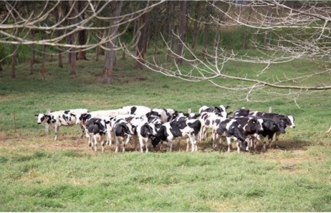Fazenda à Venda, 500 m² em Centro - Lagoinha