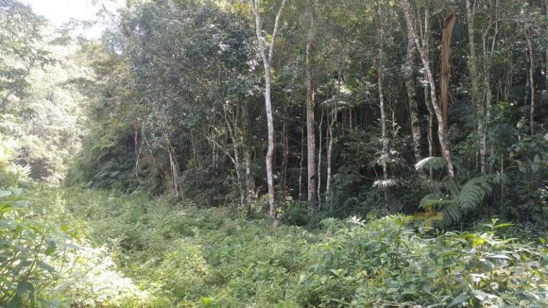 Imagem Imóvel com 1 Quarto à Venda, 20.000 m² em Marechal Floriano - Marechal Floriano