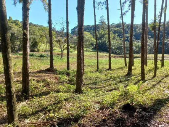 Imagem Imóvel com 4 Quartos à Venda, 68.000 m² em Centro - Morretes 