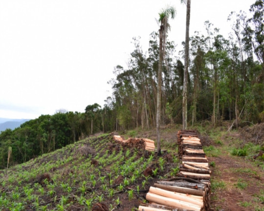 Imagem Imóvel à Venda, em Vila Germânia - Nova Petrópolis Imagem Imóvel à Venda, em Vila Germânia - Nova Petrópolis