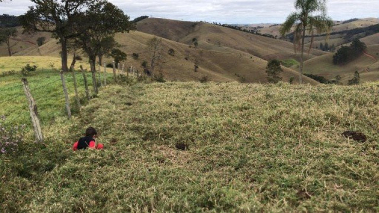 Imagem Fazenda à Venda, 5.000 m² em Cunha Imagem Fazenda à Venda, 5.000 m² em Cunha