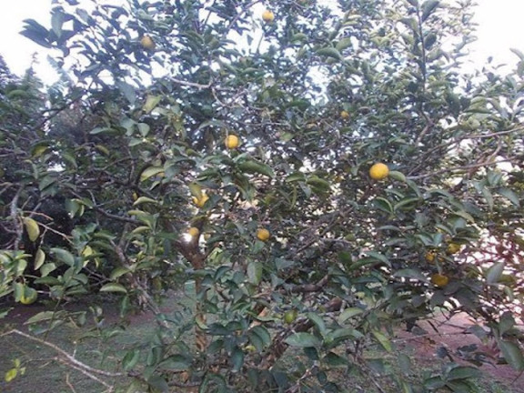 Imagem Chácara com 4 Quartos à Venda, 500 m² em Chácaras Maringá - Atibaia