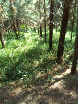 Imagem Fazenda à Venda, 3 m² em Zona Rural - Registro Imagem Fazenda à Venda, 3 m² em Zona Rural - Registro