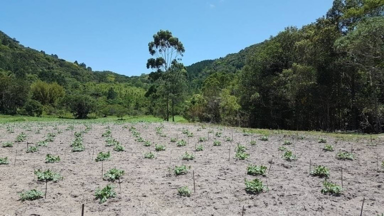 Imagem Fazenda à Venda, 80 m² em São João Do Rio Vermelho - Florianópolis Imagem Fazenda à Venda, 80 m² em São João Do Rio Vermelho - Florianópolis