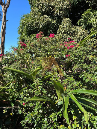 Imagem Fazenda à Venda, 120 m² em Arroio Do Rosa - Imbituba
